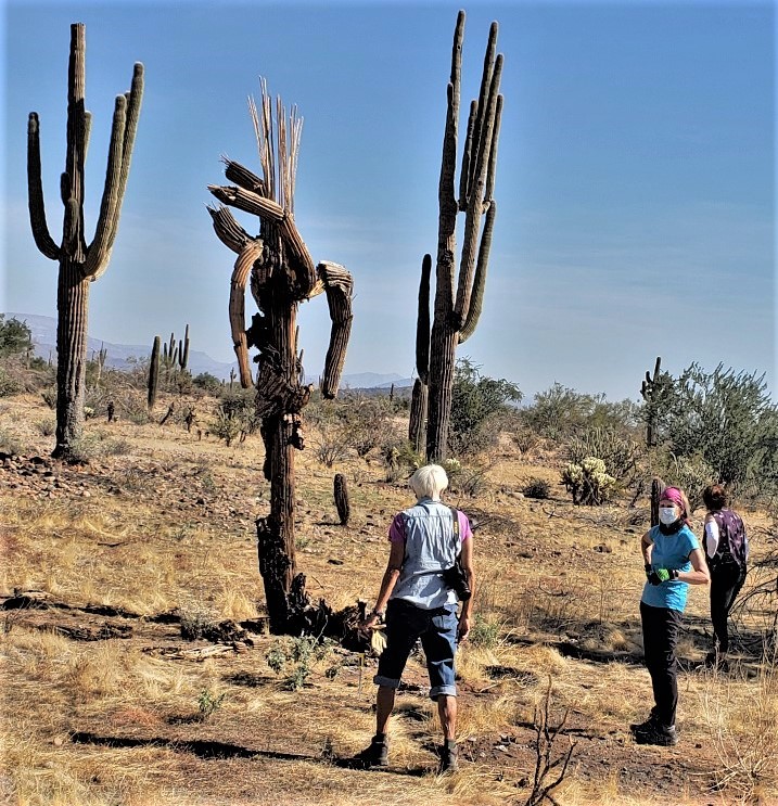 saguaro